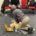 reanimatie cursus